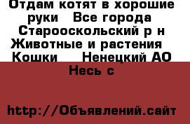 Отдам котят в хорошие руки - Все города, Старооскольский р-н Животные и растения » Кошки   . Ненецкий АО,Несь с.